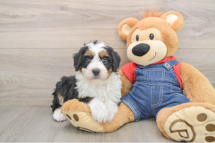 Sweet Mini Bernedoodle Baby