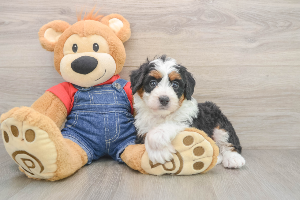 Mini Bernedoodle Puppy for Adoption