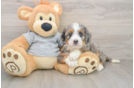 Happy Mini Bernedoodle Baby