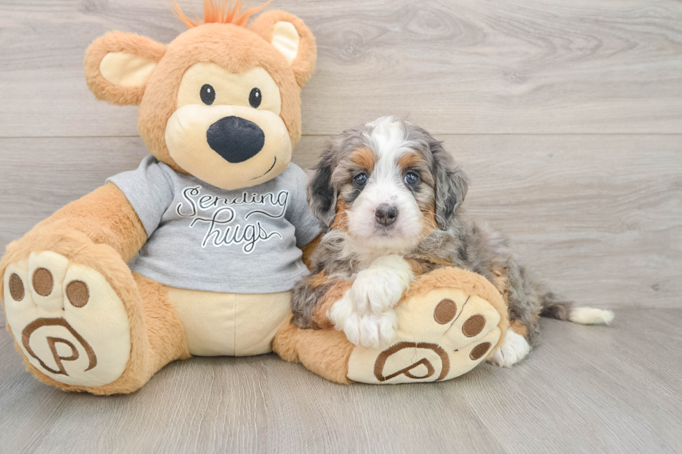 Happy Mini Bernedoodle Baby