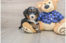 Hypoallergenic Mini Bernese Poodle Poodle Mix Puppy