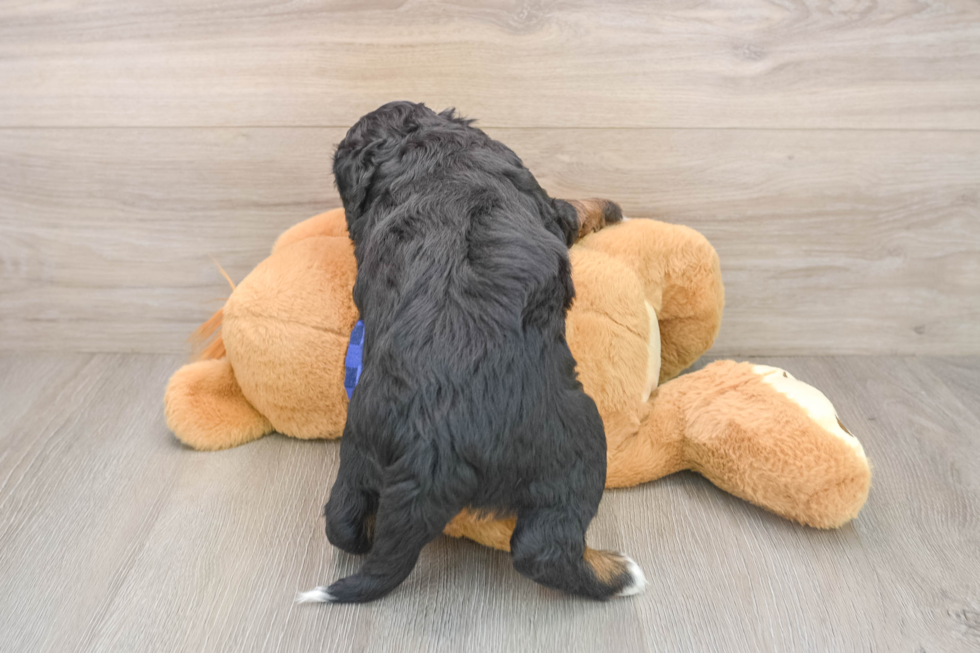 Friendly Mini Bernedoodle Baby
