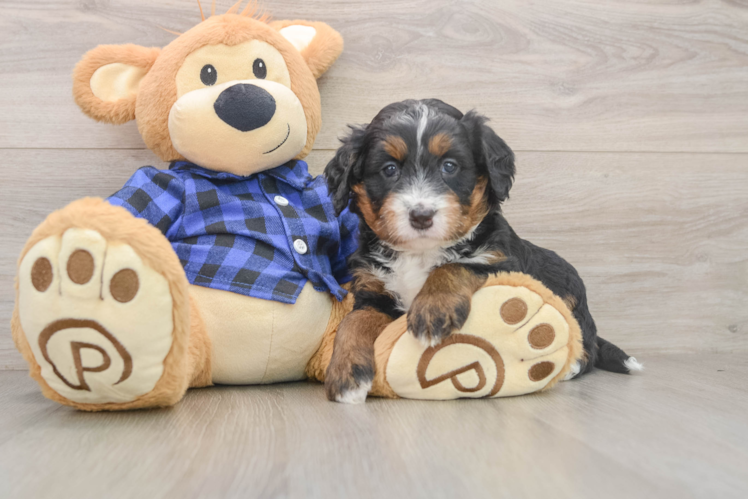 Mini Bernedoodle Puppy for Adoption