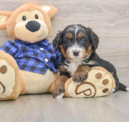 5 week old Mini Bernedoodle Puppy For Sale - Premier Pups