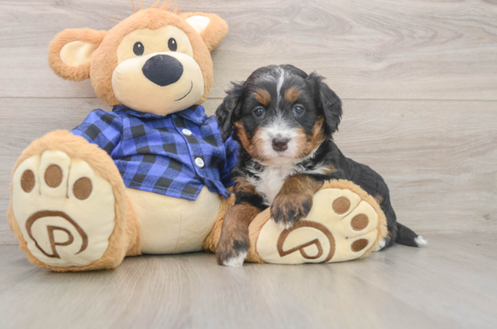 Mini Bernedoodle Puppy for Adoption