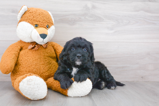 Best Mini Bernedoodle Baby