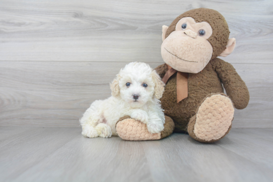 Mini Bernedoodle Puppy for Adoption