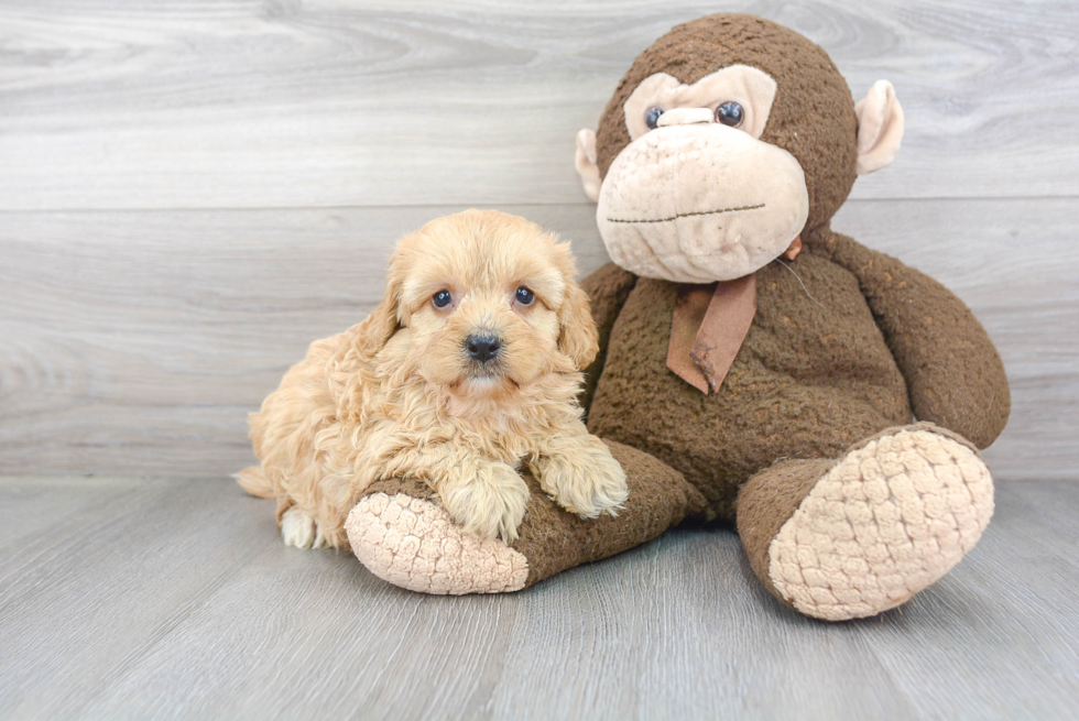 Cute Mini Bernedoodle Baby