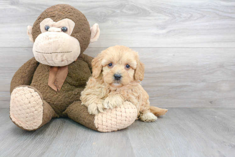 Mini Bernedoodle Pup Being Cute