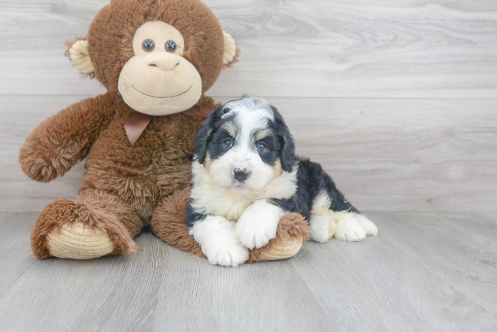 Funny Mini Bernedoodle Poodle Mix Pup