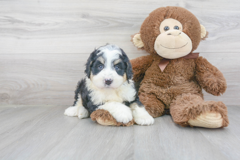 Best Mini Bernedoodle Baby