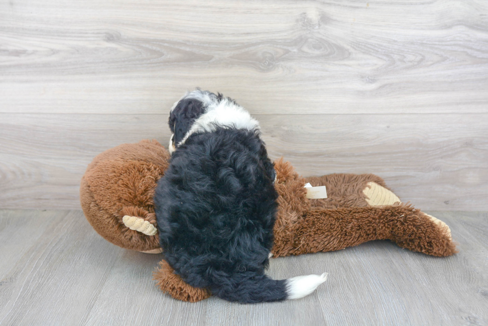 Cute Mini Bernedoodle Baby