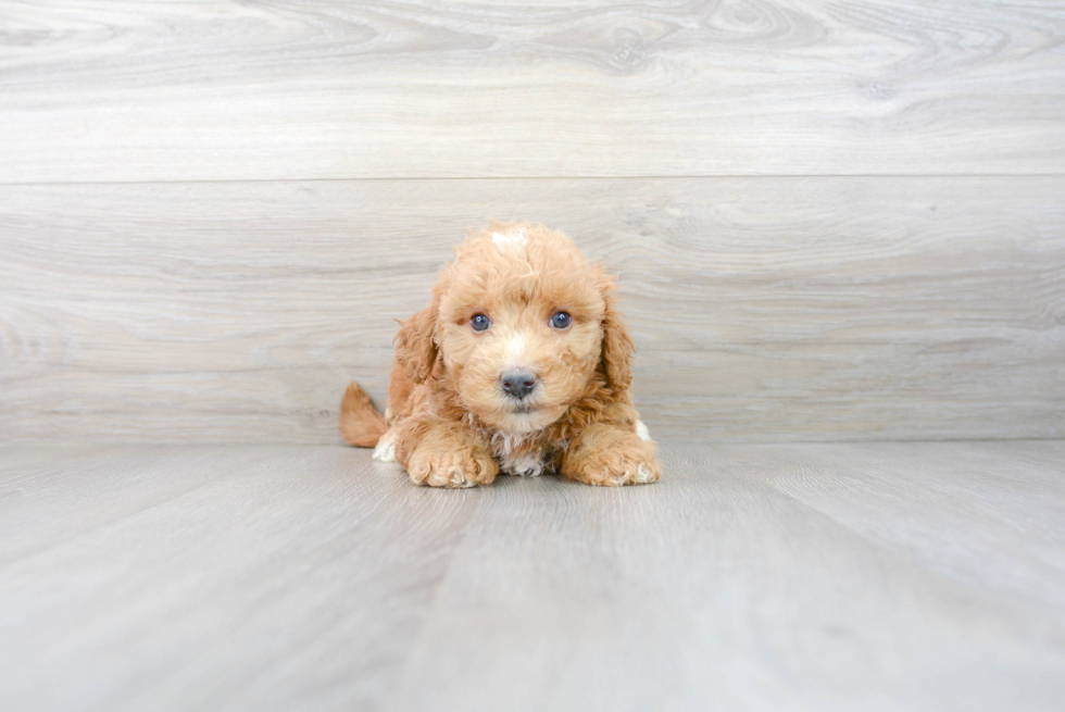 Mini Bernedoodle Pup Being Cute