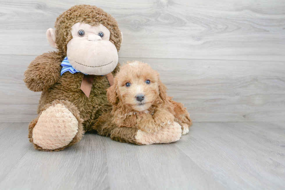 Mini Bernedoodle Puppy for Adoption