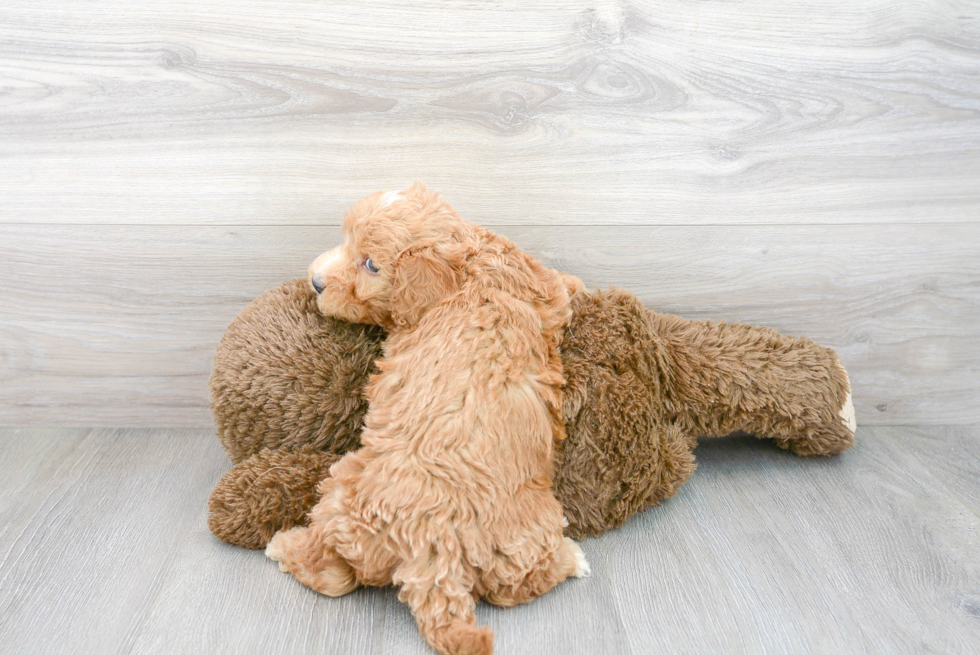 Sweet Mini Bernedoodle Baby