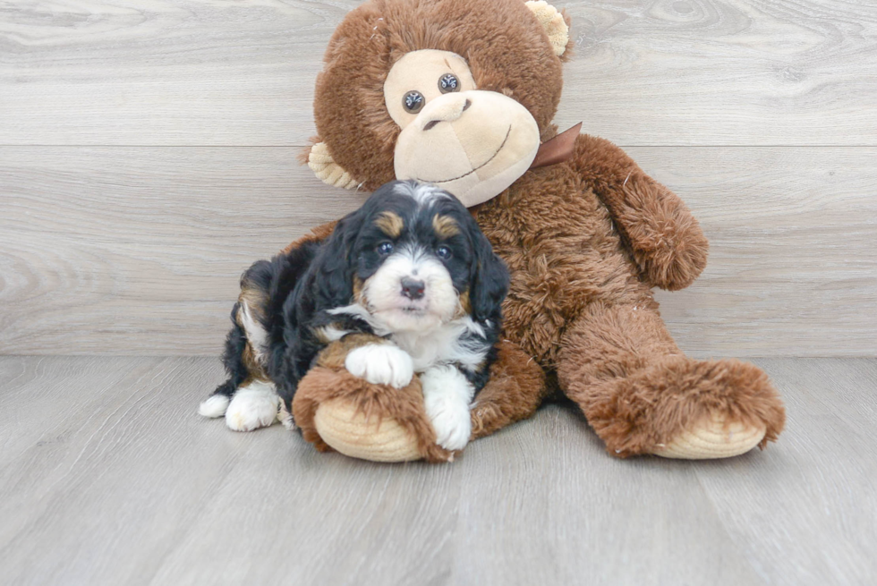 Cute Mini Bernedoodle Baby