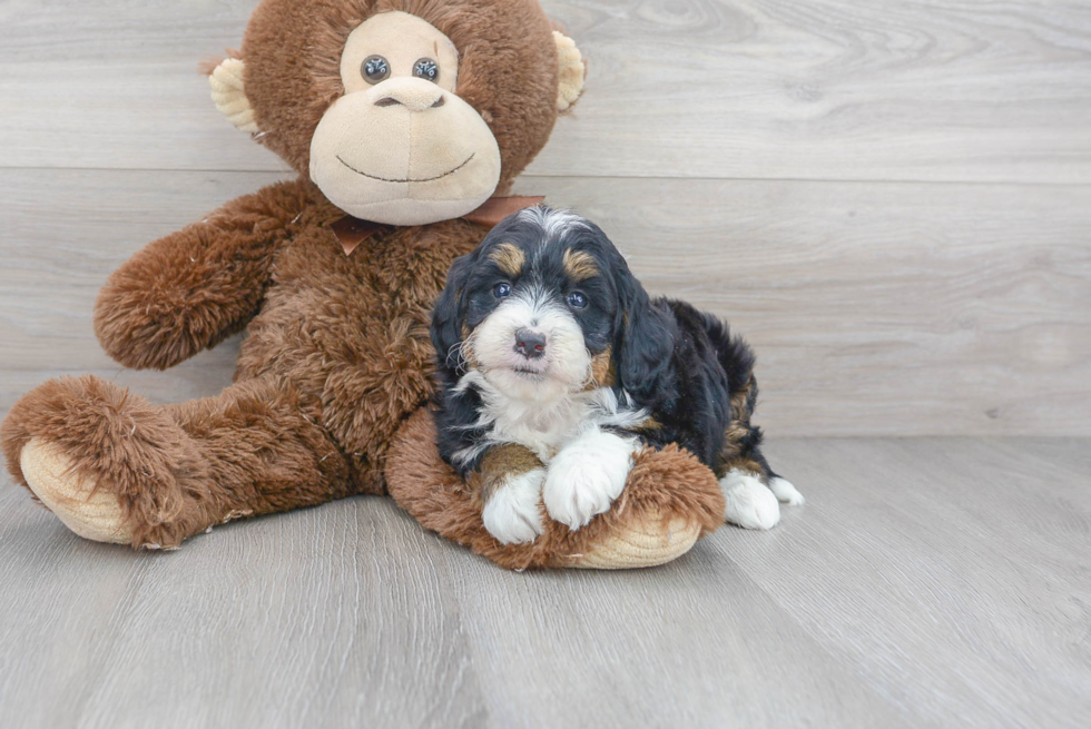 Friendly Mini Bernedoodle Baby