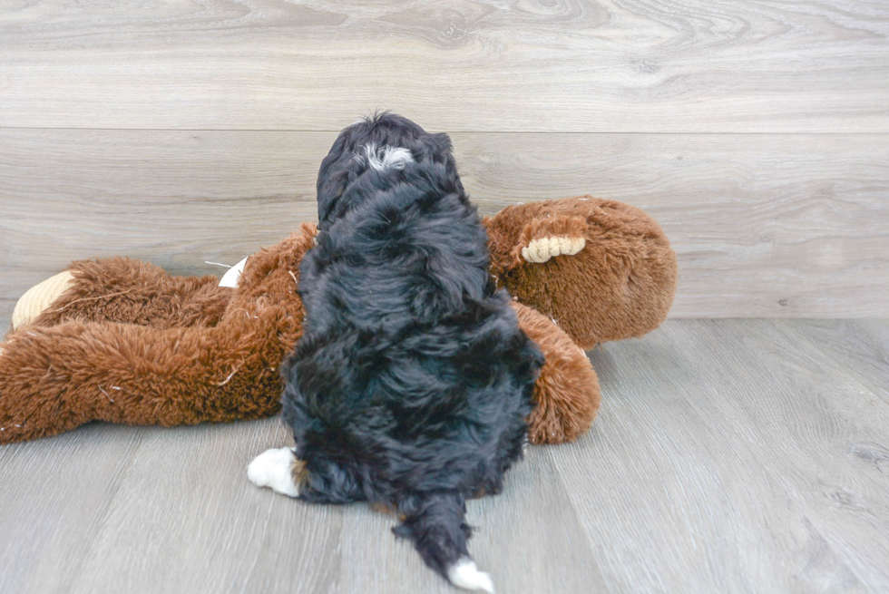 Mini Bernedoodle Pup Being Cute