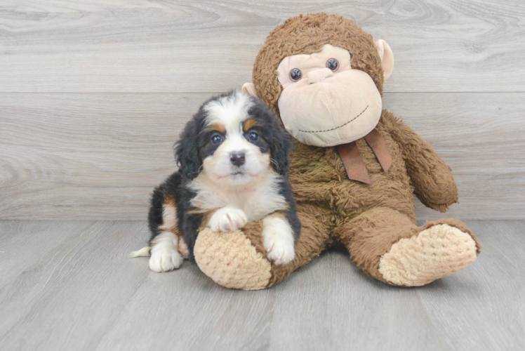 Small Mini Bernedoodle Baby