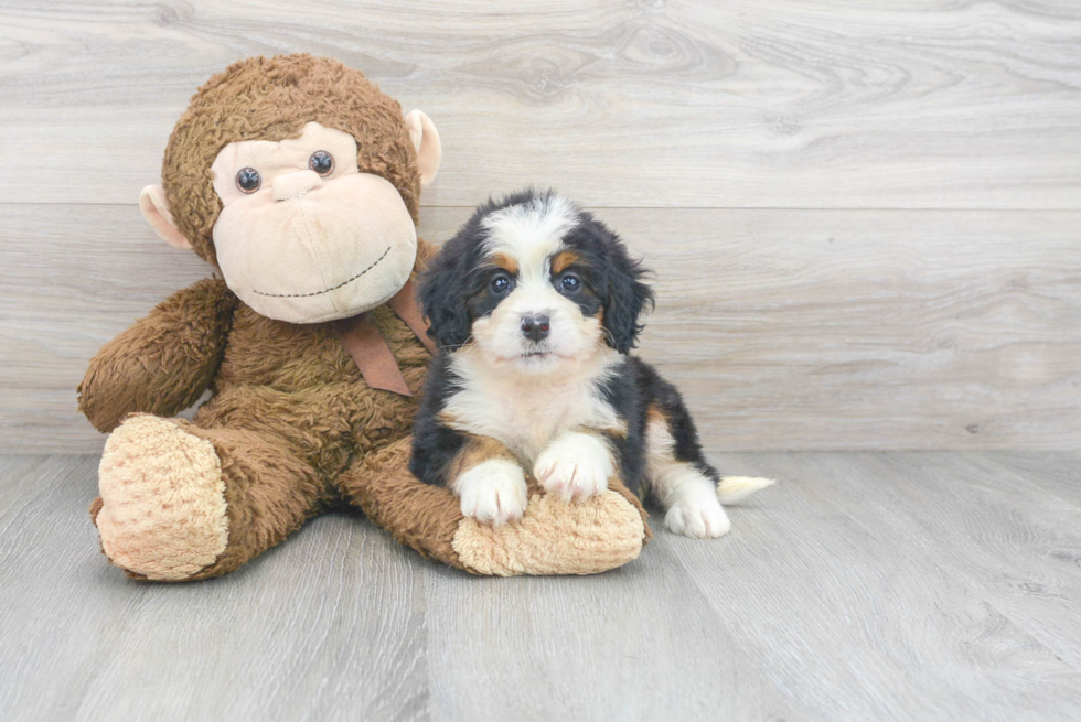 Energetic Mini Berniedoodle Poodle Mix Puppy