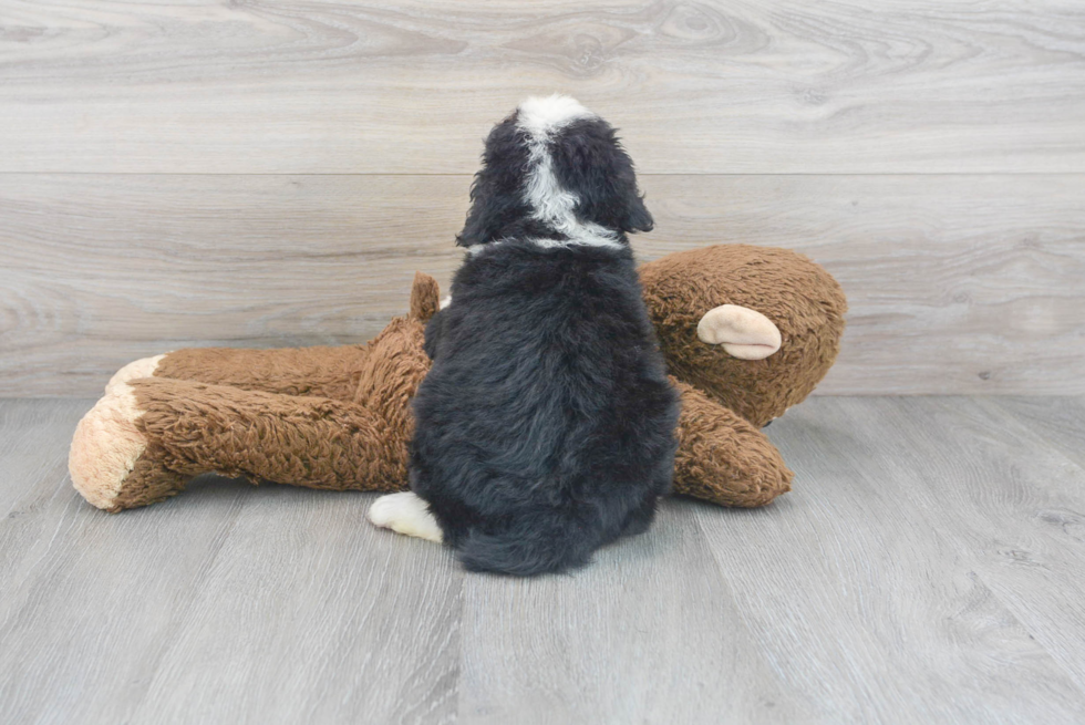 Happy Mini Bernedoodle Baby