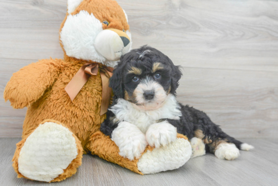 Mini Bernedoodle Pup Being Cute