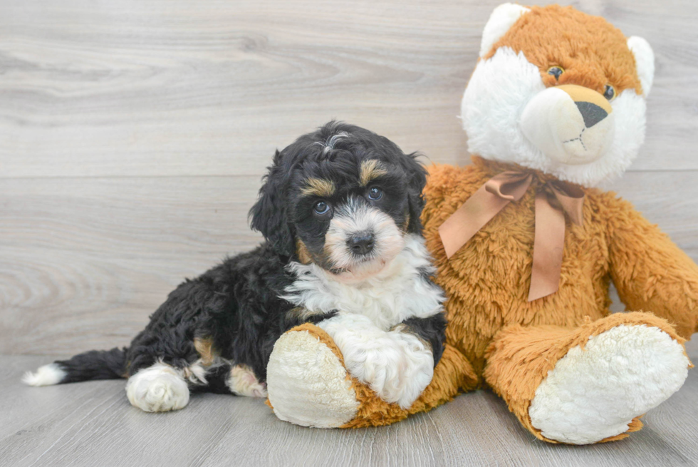 Fluffy Mini Bernedoodle Poodle Mix Pup