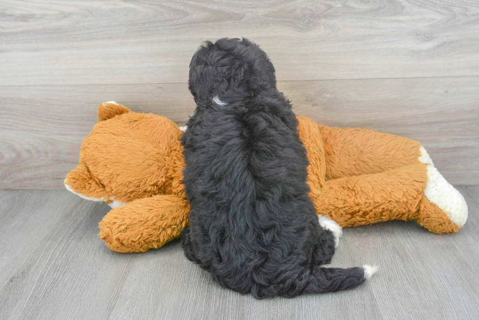 Hypoallergenic Bernadoodle Poodle Mix Puppy