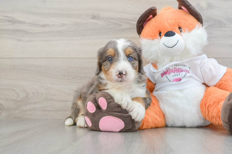 6 week old Mini Bernedoodle Puppy For Sale - Premier Pups