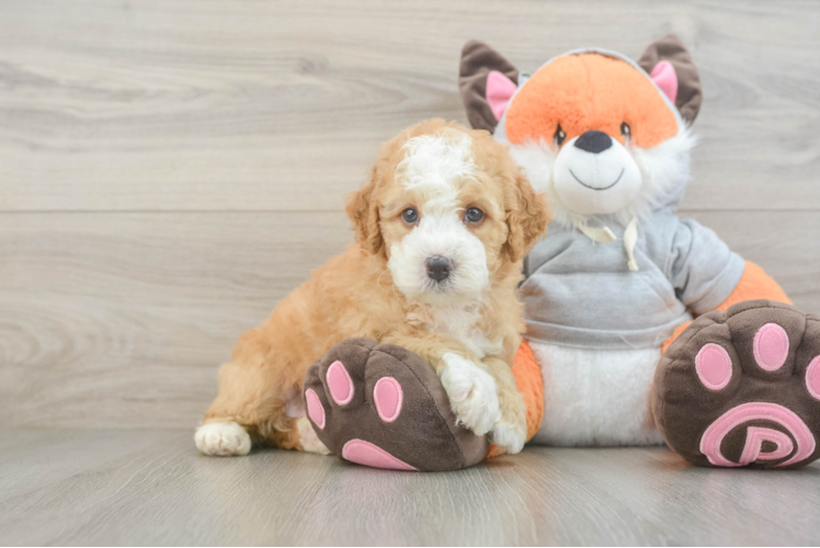 Little Mini Bernesepoo Poodle Mix Puppy