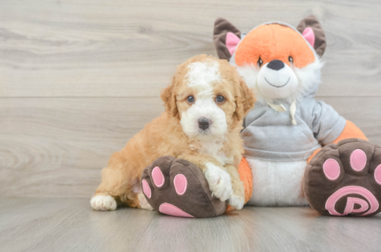 Little Mini Bernesepoo Poodle Mix Puppy