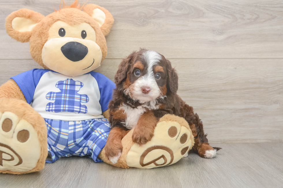 5 week old Mini Bernedoodle Puppy For Sale - Premier Pups