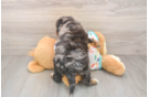 Best Mini Bernedoodle Baby