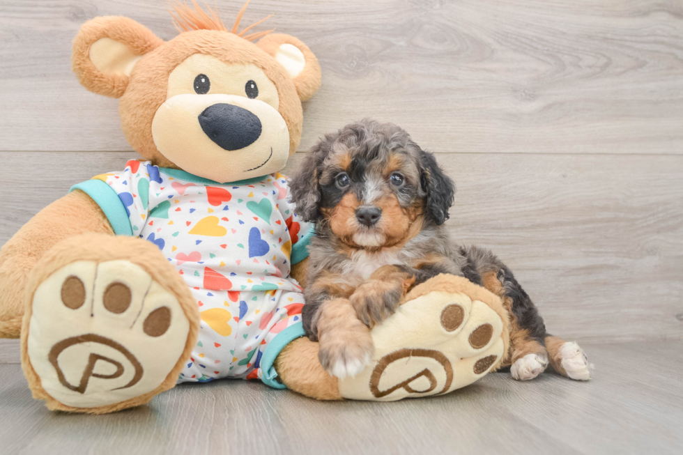 Playful Mini Bernepoo Poodle Mix Puppy