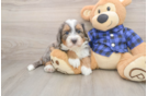 Mini Bernedoodle Pup Being Cute