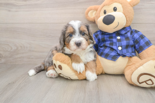 Mini Bernedoodle Pup Being Cute
