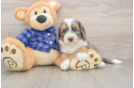 Best Mini Bernedoodle Baby