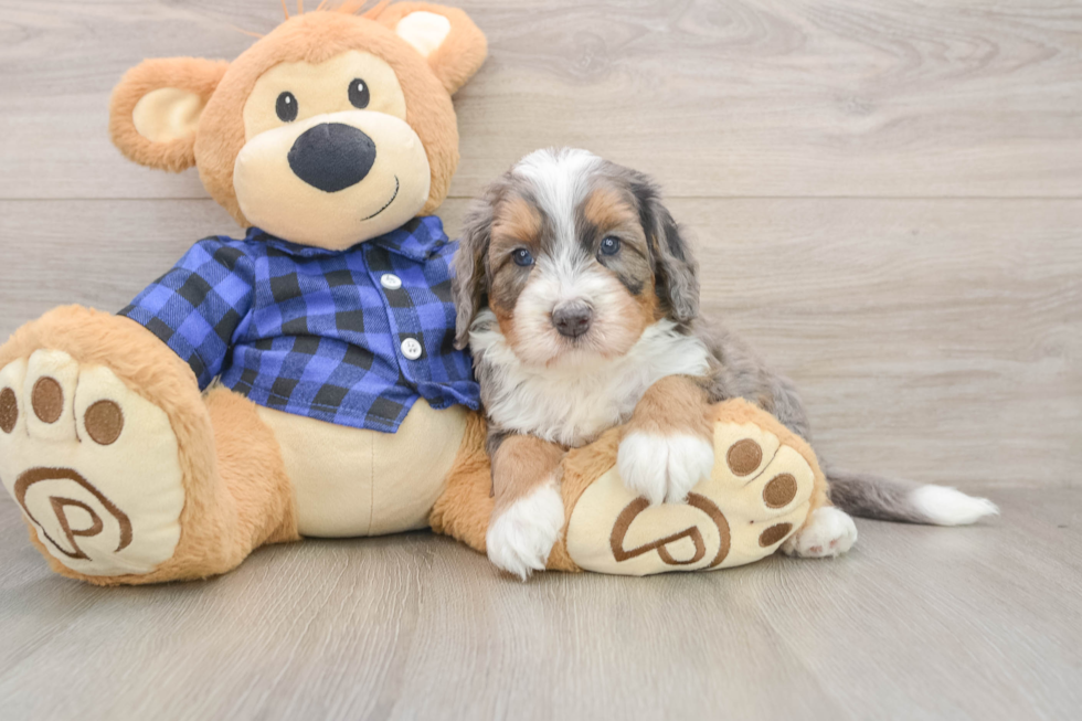 Best Mini Bernedoodle Baby