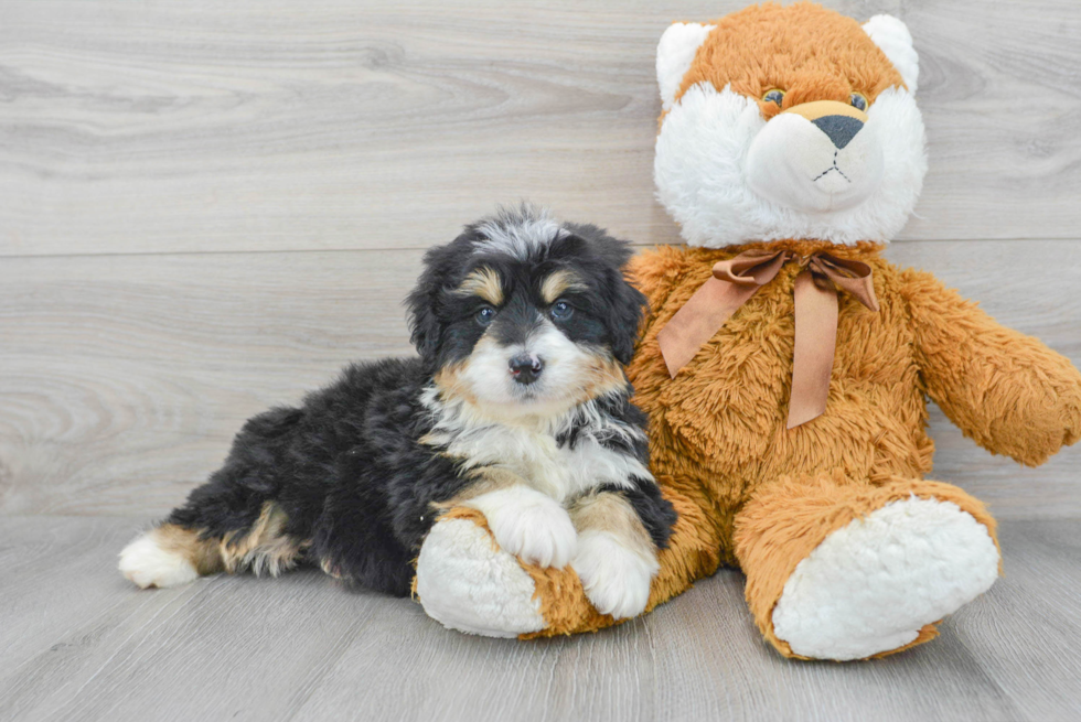 Best Mini Bernedoodle Baby