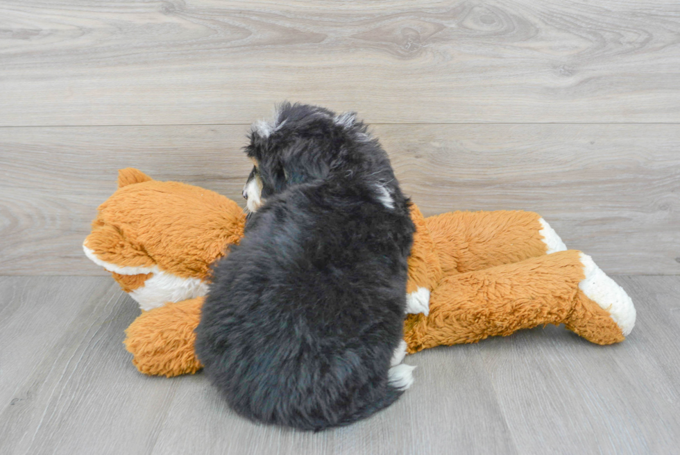 Petite Mini Bernedoodle Poodle Mix Pup