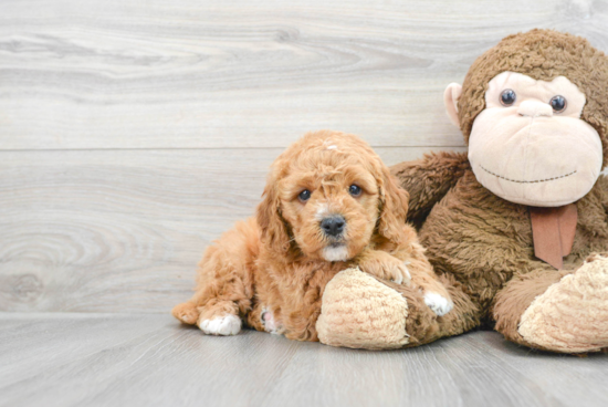 Best Mini Bernedoodle Baby