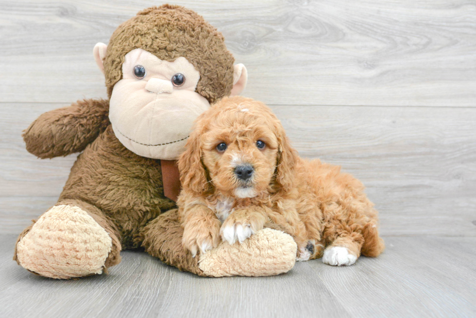 Little Mini Berniedoodle Poodle Mix Puppy