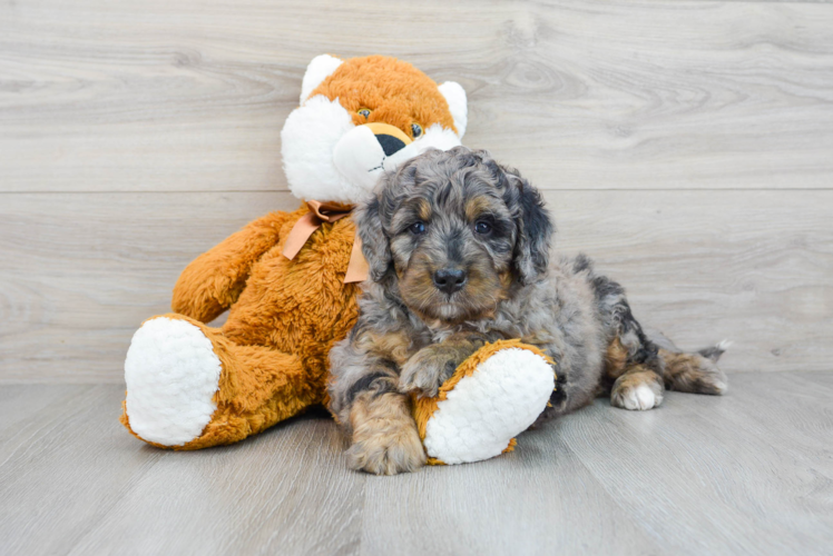 Mini Bernedoodle Puppy for Adoption