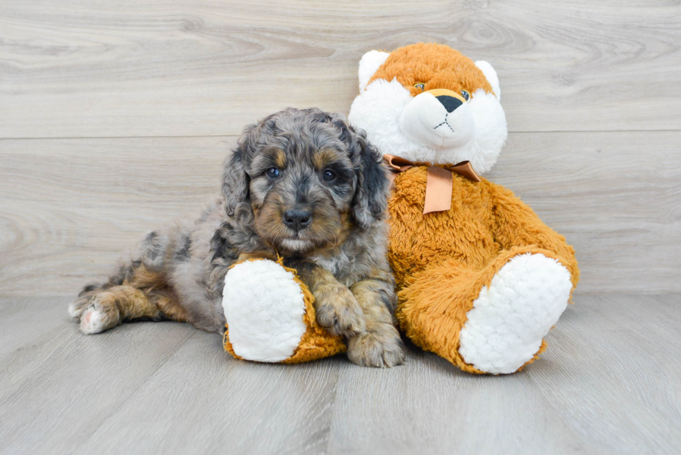 Sweet Mini Bernedoodle Baby