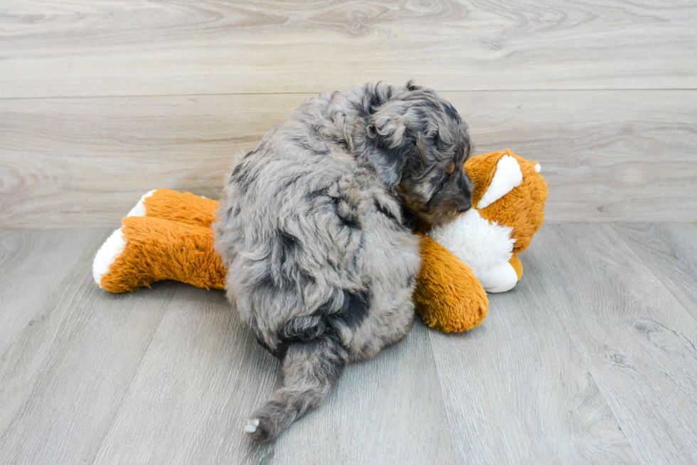 Best Mini Bernedoodle Baby