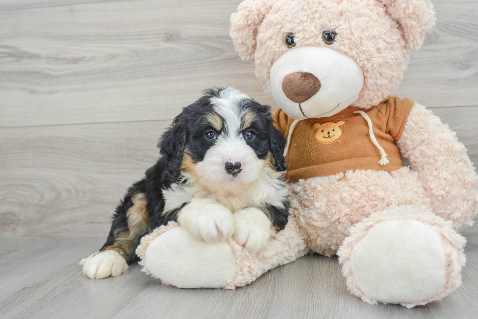 Mini Bernedoodle Puppy for Adoption