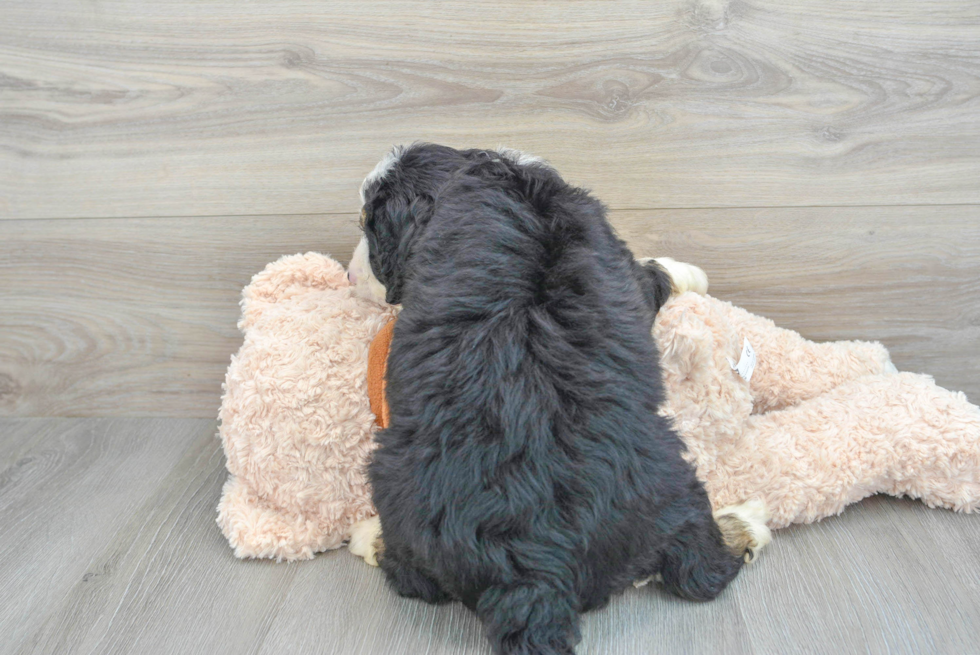 Cute Mini Bernedoodle Baby