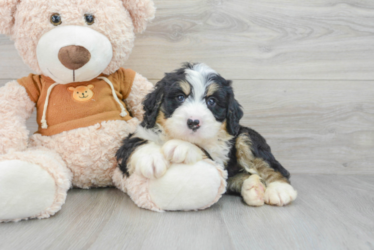 Smart Mini Bernedoodle Poodle Mix Pup