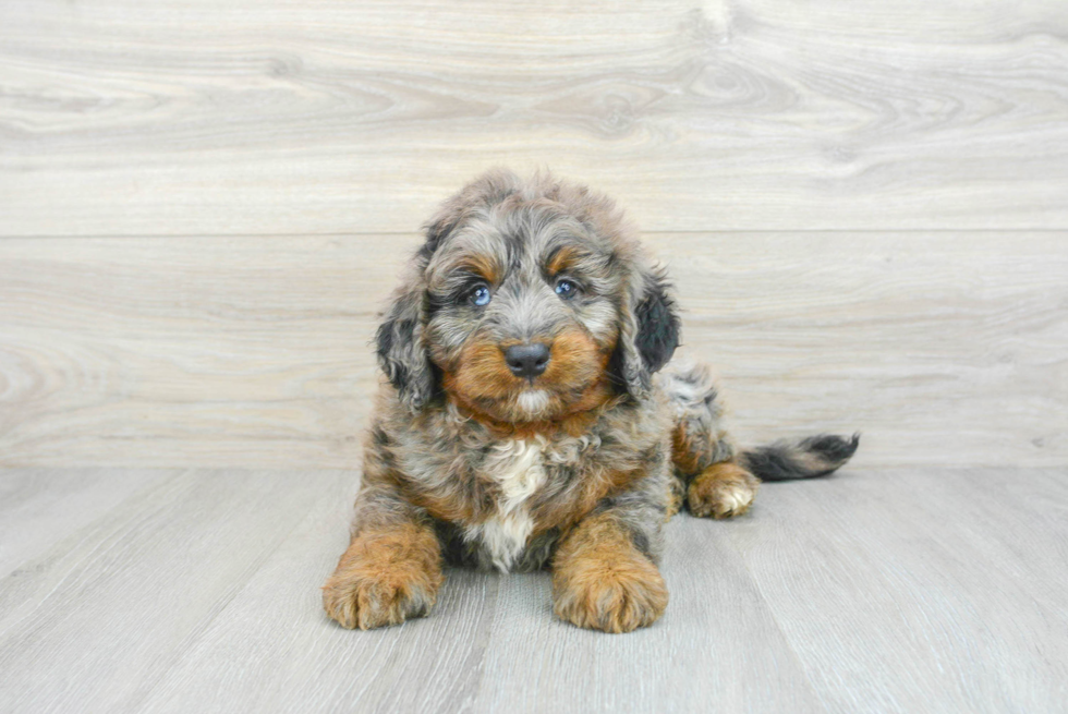 Adorable Bernadoodle Poodle Mix Puppy