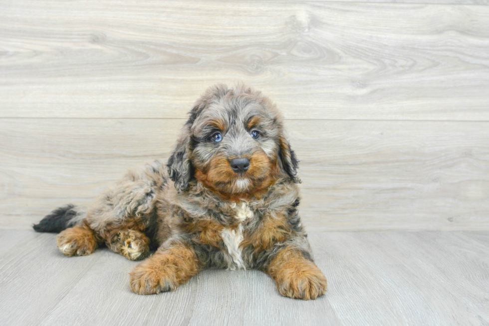 Fluffy Mini Bernedoodle Poodle Mix Pup